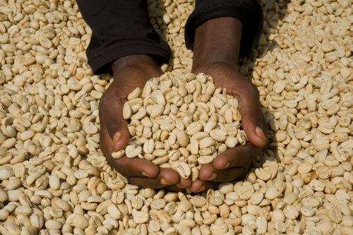 ETHIOPIA, LALA SALAMA – EA DECAF