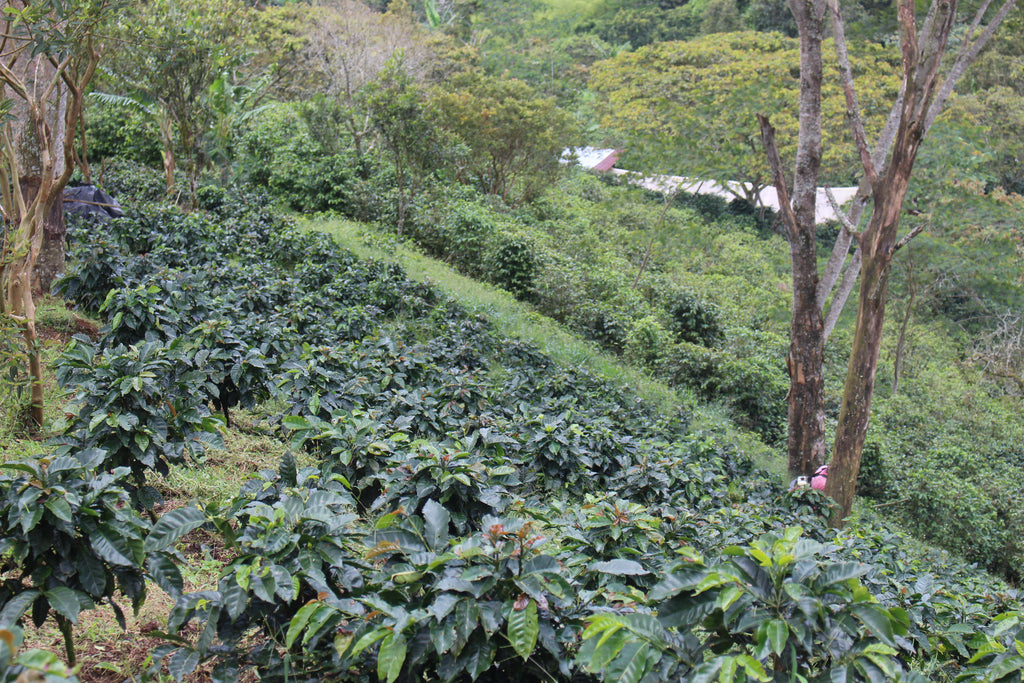 COLOMBIA, ATTIA EL SILENCIO