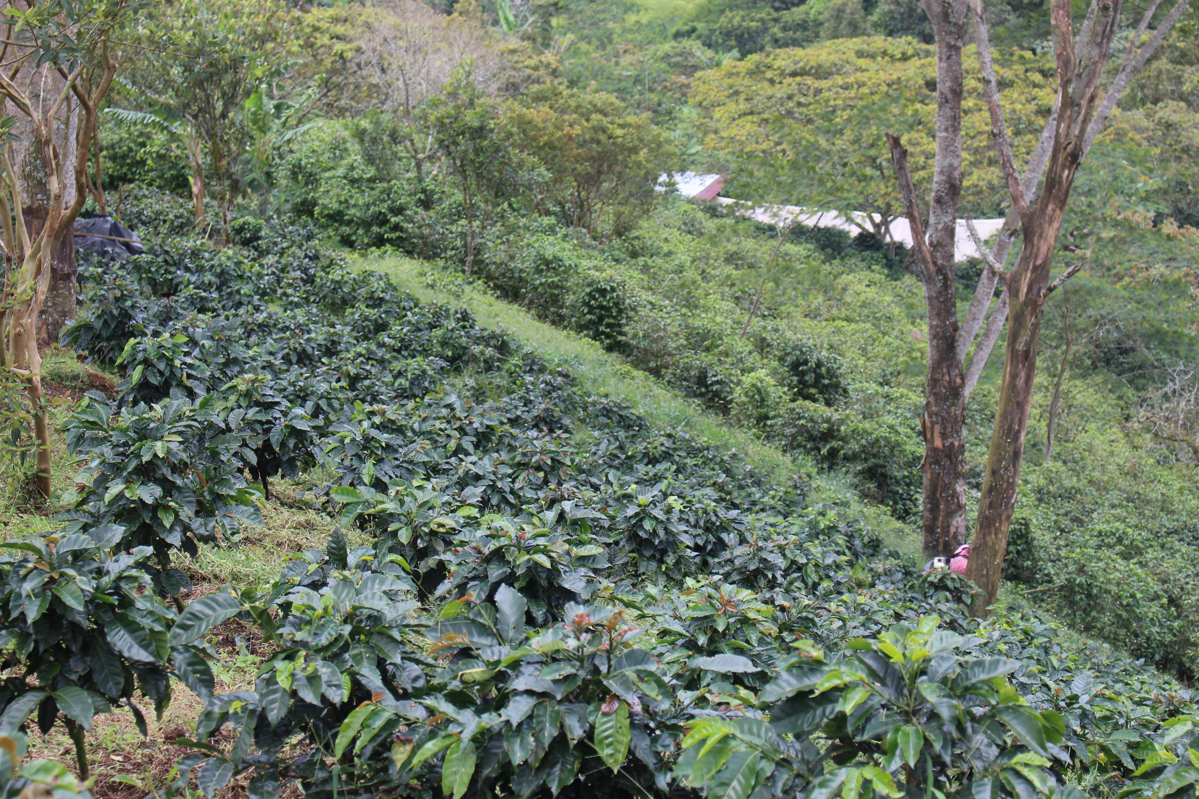 COLOMBIA, ATTIA EL SILENCIO