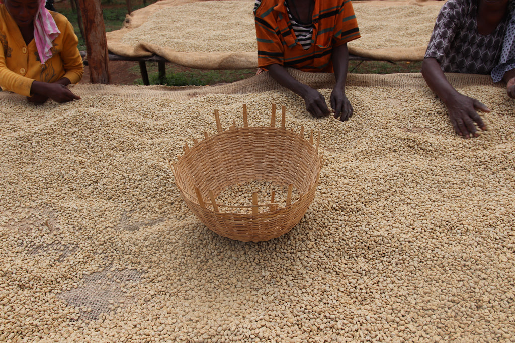 ETHIOPIA, YIRGACHEFFE
