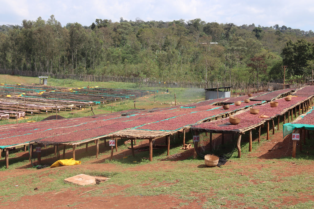 ETHIOPIA, YIRGACHEFFE