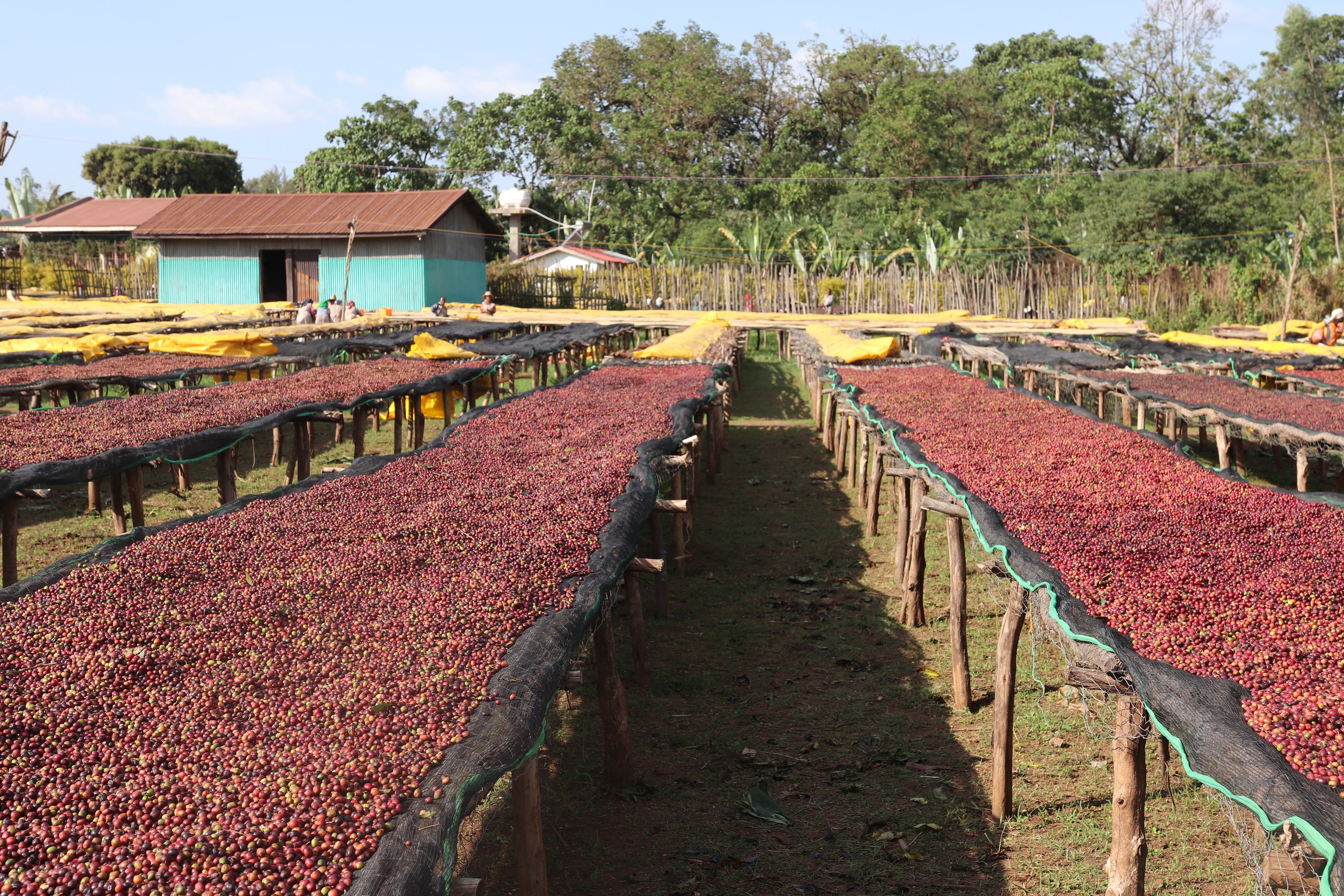 ETHIOPIA, YIRGACHEFFE