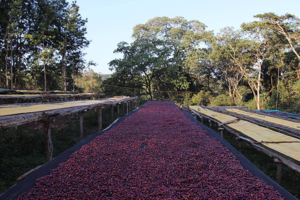 ETHIOPIA, LALA SALAMA – EA DECAF