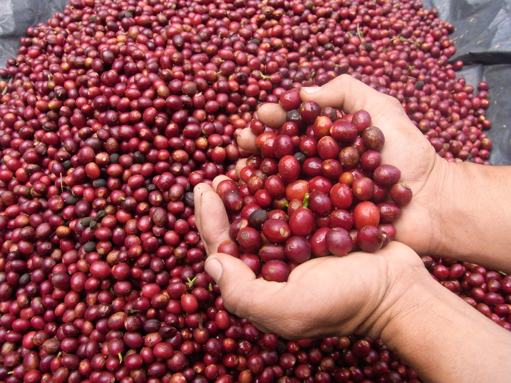 EL SALVADOR, EL CIPRES