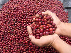 EL SALVADOR, EL CIPRES