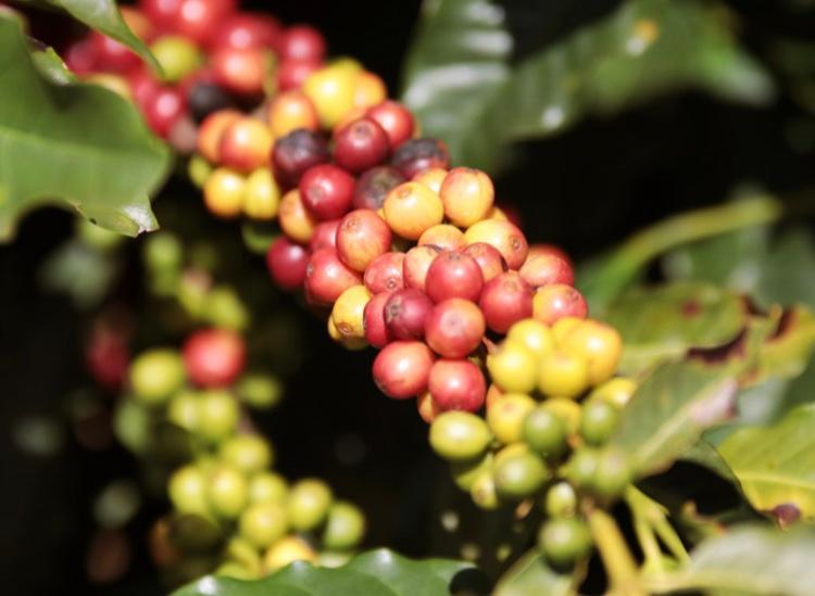 BRAZIL, CASTANHAS