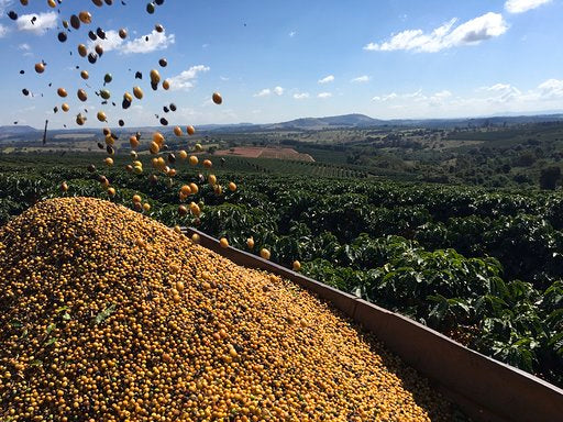 BRAZIL, CASTANHAS