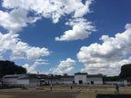 EL SALVADOR, EL CIPRES