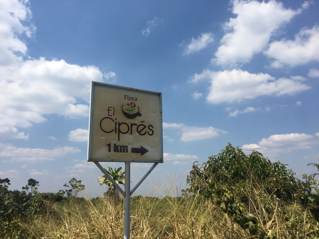 EL SALVADOR, EL CIPRES